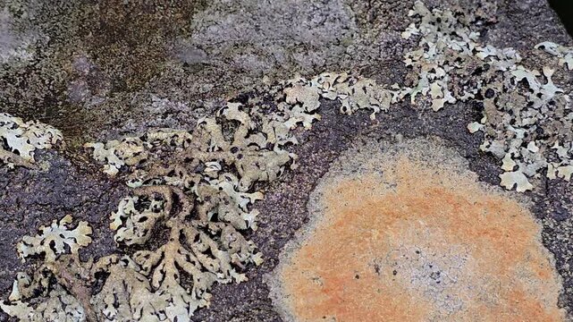 Small Beetle Running on Rock Near Mountain Stream, Norway, Alver. August
