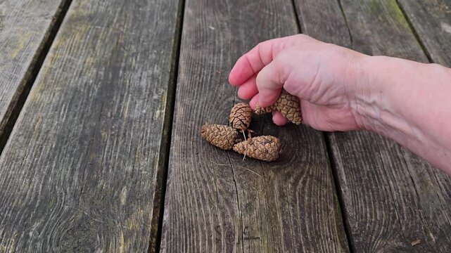  Hands Arranging Pine Cones in Pattern on Wooden Table. Norway, Alver. August

