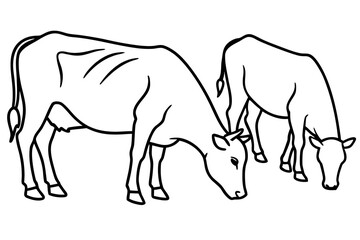 Fototapeta premium Two cows grazing together in field