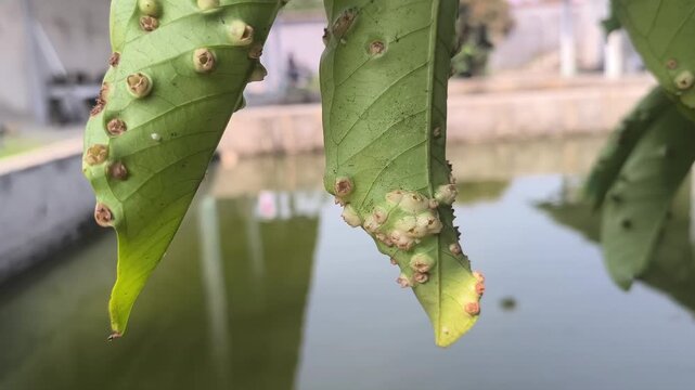 green plant leaves covered with numerous raised, round, cup-like bumps or galls, which appear consistent with insect-induced leaf galls