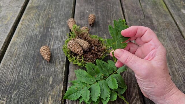  Hands Sorting Various Fresh Green Leaves on Wooden Table. Norway, Alver. August

