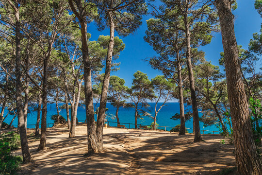 Mediterranean pine grove with sea view in Lloret de Mar on Costa Brava