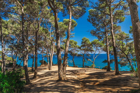 Mediterranean pine forest overlooking the sea in Lloret de Mar, Costa Brava