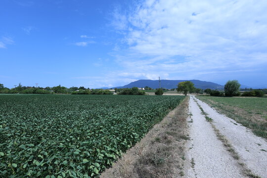 Chemin agricole longeant un champ de soja sous un ciel bleu