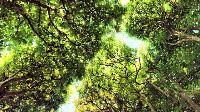 Dichte Hainbuchenhecke, Carpinus betulus mit gr&uuml;nen Bl&auml;ttern im Sommer, Rotation, Bildhintergrund