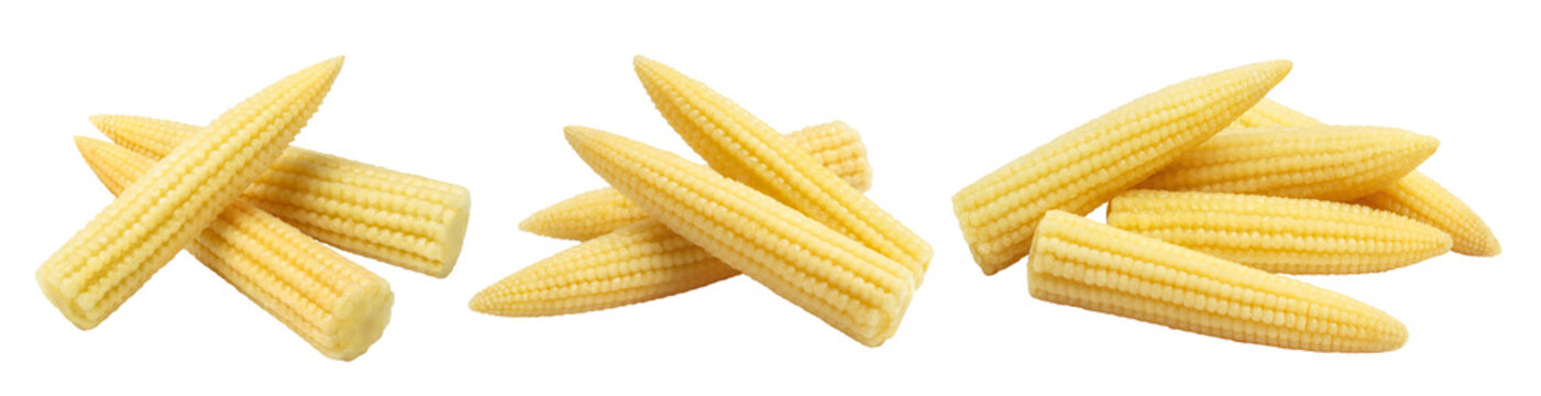 Collection of fresh young corn cobs, isolated on transparent cutout background