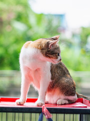 Side Profile Portrait of Calico Cat Resting on Wire Cage Outdoor © Tavan