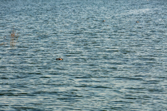Patos cuchara norte&ntilde;os en el lago Nabor Carrillo, Texcoco, Estado de M&eacute;xico.