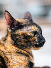 Side profile portrait of tortoiseshell cat with amber eyes in sunlight © Tavan