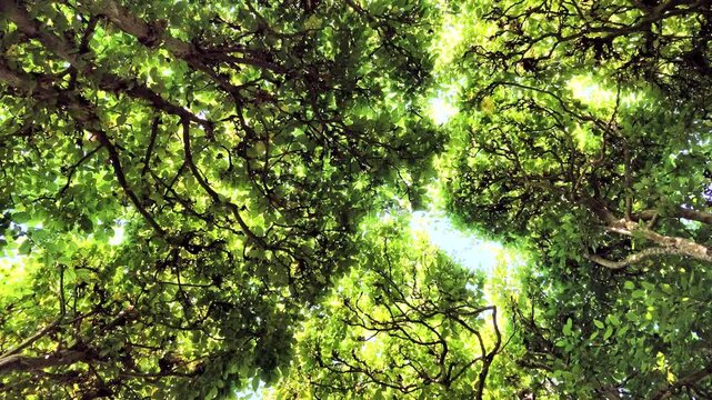 Dichte Hainbuchenhecke, Carpinus betulus mit gr&uuml;nen Bl&auml;ttern im Sommer, Rotation, Bildhintergrund
