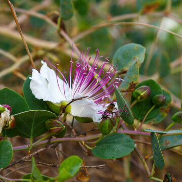 A beautiful picture of a blooming Capers. Natural wallpaper. Capers ( Latin- Capparis spinosa ) are a herbaceous plant; the type species of the genus Capparis of the Caperaceae family