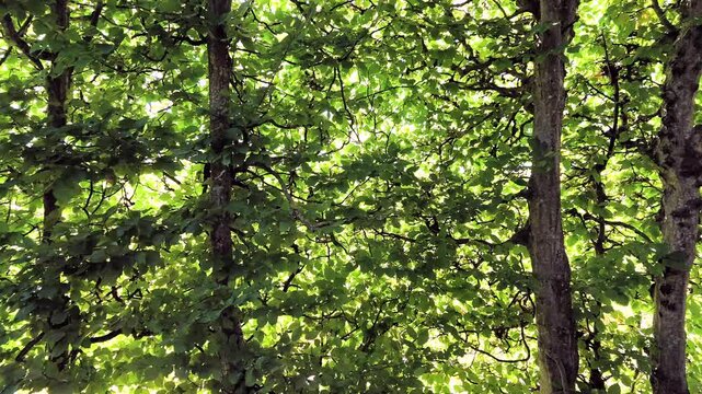 Dichte Hainbuchenhecke, Carpinus betulus mit gr&uuml;nen Bl&auml;ttern im Sommer, Rotation, Bildhintergrund