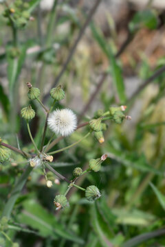 Spiny sowthistle wildflower with green buds and a white fluffy seed head - latin name - Sonchus asper