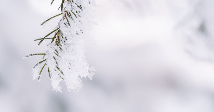 Snow-covered fir needles on soft white winter background with copy space.