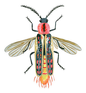 Colorful firefly illustration PNG with transparent background.