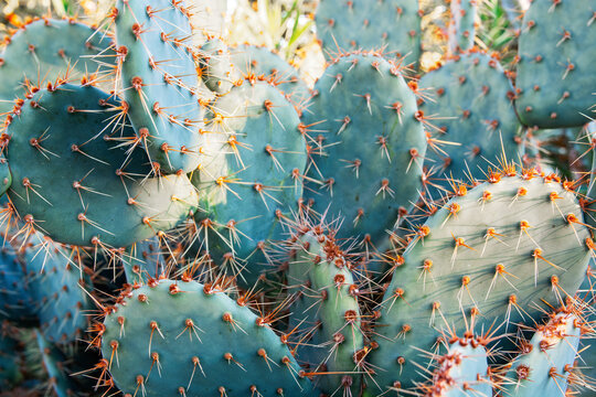 Macro Cactus Texture with Sharp Thorns and Green Ribs, green desert cactus texture showing vertical ribbed patterns, sharp golden spines Background