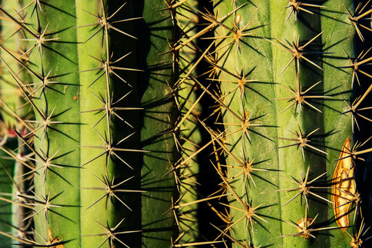 Macro Cactus Texture with Sharp Thorns and Green Ribs, green desert cactus texture showing vertical ribbed patterns, sharp golden spines Background