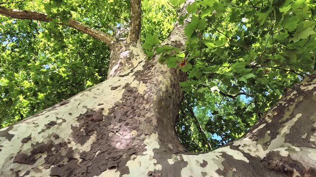 Gro&szlig;er gr&uuml;ner Platanenbaum, Platanus am See mit Reflexionen, Schwenk