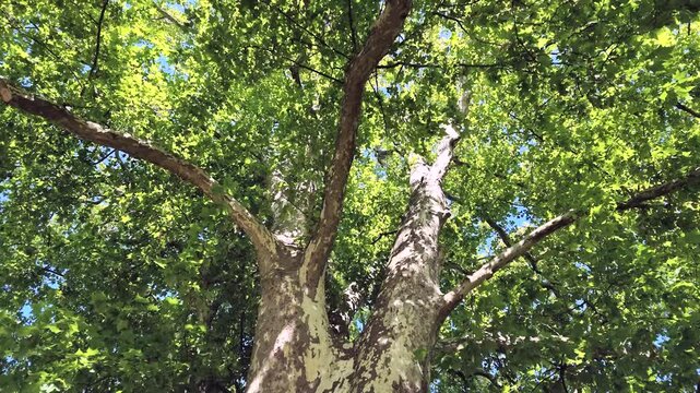 Gro&szlig;er gr&uuml;ner Platanenbaum, Platanus am See mit Reflexionen, Schwenk