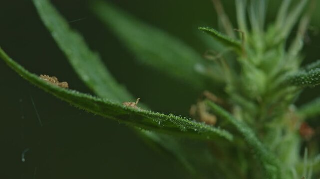 A detailed macro shot of a cannabis plant showcasing its vibrant green leaves and developing buds covered in trichomes. The image highlights the intricate textures and natural beauty of the plant
