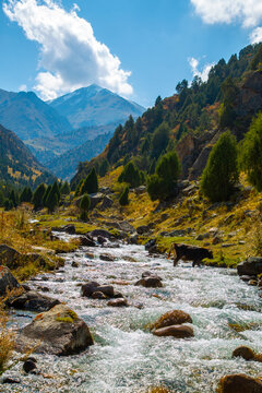 Cow Walking Through Rocky Mountain Stream Under Blue Sky