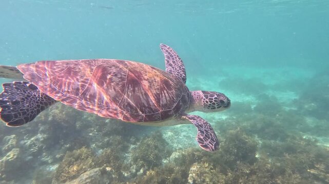 A large brown sea turtle surfaces to breathe and swims in clear water among coral reefs, with a small fish resting on its shell in a vibrant marine environment.
