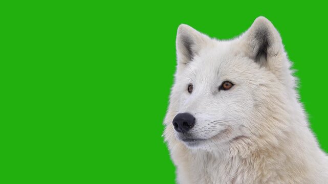 White arctic wolf portrait close-up looking aside isolated on green background.