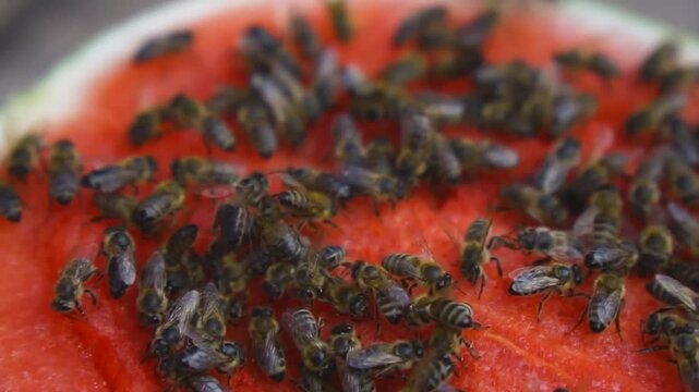 A time-lapse shot of bees eating fresh watermelon. A macro shot of a swarm of honeybees collecting and eating sweet, ripe watermelon slices.