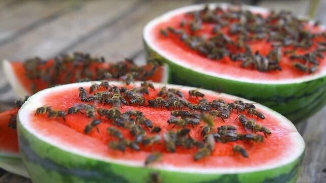 A time-lapse shot of bees eating fresh watermelon. A macro shot of a swarm of honeybees collecting and eating sweet, ripe watermelon slices.
