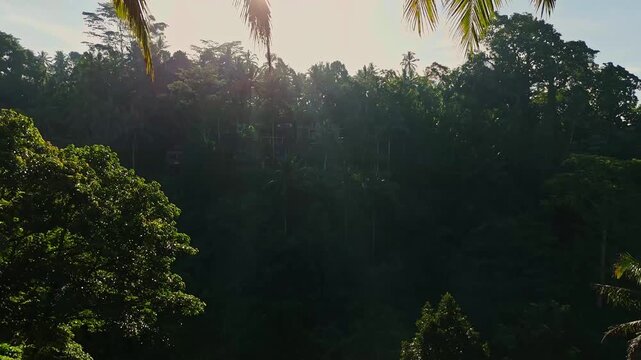 Breathtaking aerial flyover above exotic Mancingan rice fields in Ubud central Bali at golden hour &ndash; Spectacular cinematic drone shot of scenic palm tree path and green terraces, luxury travel asset