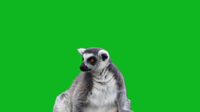 Ring-tailed lemur portrait closeup looking aside isolated on green background.