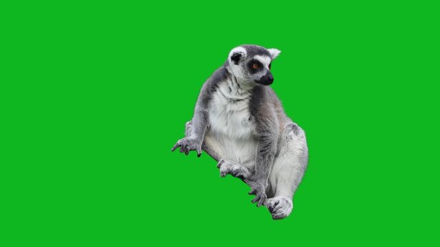 Ring-tailed lemur sitting full body isolated on green background.