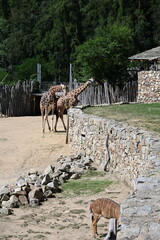 the angolan giraffe (giraffa camelopardalis camelopardalis) is a subspecies of giraffe native to southern africa, particularly namibia, botswana, zambia, and ango © Michaela Holubová