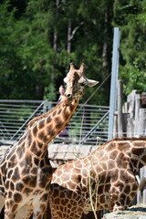 the angolan giraffe (giraffa camelopardalis camelopardalis) is a subspecies of giraffe native to southern africa, particularly namibia, botswana, zambia, and ango © Michaela Holubová