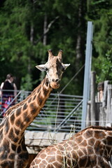 the angolan giraffe (giraffa camelopardalis camelopardalis) is a subspecies of giraffe native to southern africa, particularly namibia, botswana, zambia, and ango © Michaela Holubová