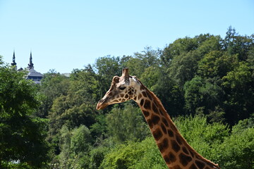 the angolan giraffe (giraffa camelopardalis camelopardalis) is a subspecies of giraffe native to southern africa, particularly namibia, botswana, zambia, and ango © Michaela Holubová