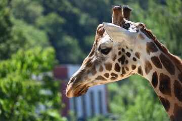 the angolan giraffe (giraffa camelopardalis camelopardalis) is a subspecies of giraffe native to southern africa, particularly namibia, botswana, zambia, and ango © Michaela Holubová