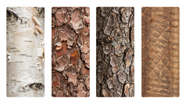 Set of four different tree bark textures isolated on white background