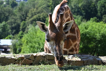 the angolan giraffe (giraffa camelopardalis camelopardalis) is a subspecies of giraffe native to southern africa, particularly namibia, botswana, zambia, and ango © Michaela Holubová