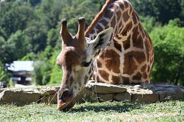 the angolan giraffe (giraffa camelopardalis camelopardalis) is a subspecies of giraffe native to southern africa, particularly namibia, botswana, zambia, and ango © Michaela Holubová