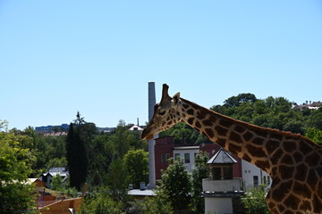 the angolan giraffe (giraffa camelopardalis camelopardalis) is a subspecies of giraffe native to southern africa, particularly namibia, botswana, zambia, and ango © Michaela Holubová