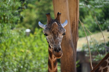 the angolan giraffe (giraffa camelopardalis camelopardalis) is a subspecies of giraffe native to southern africa, particularly namibia, botswana, zambia, and ango © Michaela Holubová
