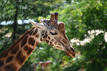 the angolan giraffe (giraffa camelopardalis camelopardalis) is a subspecies of giraffe native to southern africa, particularly namibia, botswana, zambia, and ango © Michaela Holubová