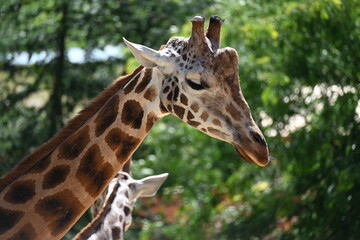 the angolan giraffe (giraffa camelopardalis camelopardalis) is a subspecies of giraffe native to southern africa, particularly namibia, botswana, zambia, and ango © Michaela Holubová
