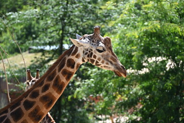 the angolan giraffe (giraffa camelopardalis camelopardalis) is a subspecies of giraffe native to southern africa, particularly namibia, botswana, zambia, and ango © Michaela Holubová