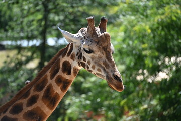 the angolan giraffe (giraffa camelopardalis camelopardalis) is a subspecies of giraffe native to southern africa, particularly namibia, botswana, zambia, and ango © Michaela Holubová