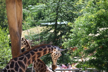 the angolan giraffe (giraffa camelopardalis camelopardalis) is a subspecies of giraffe native to southern africa, particularly namibia, botswana, zambia, and ango © Michaela Holubová