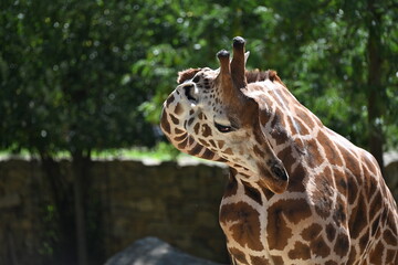 the angolan giraffe (giraffa camelopardalis camelopardalis) is a subspecies of giraffe native to southern africa, particularly namibia, botswana, zambia, and ango © Michaela Holubová