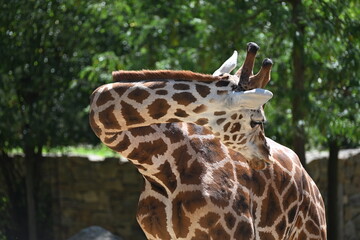 the angolan giraffe (giraffa camelopardalis camelopardalis) is a subspecies of giraffe native to southern africa, particularly namibia, botswana, zambia, and ango © Michaela Holubová