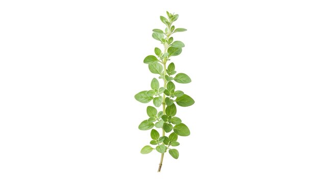 Green herb sprig with numerous leaves is isolated on a white background